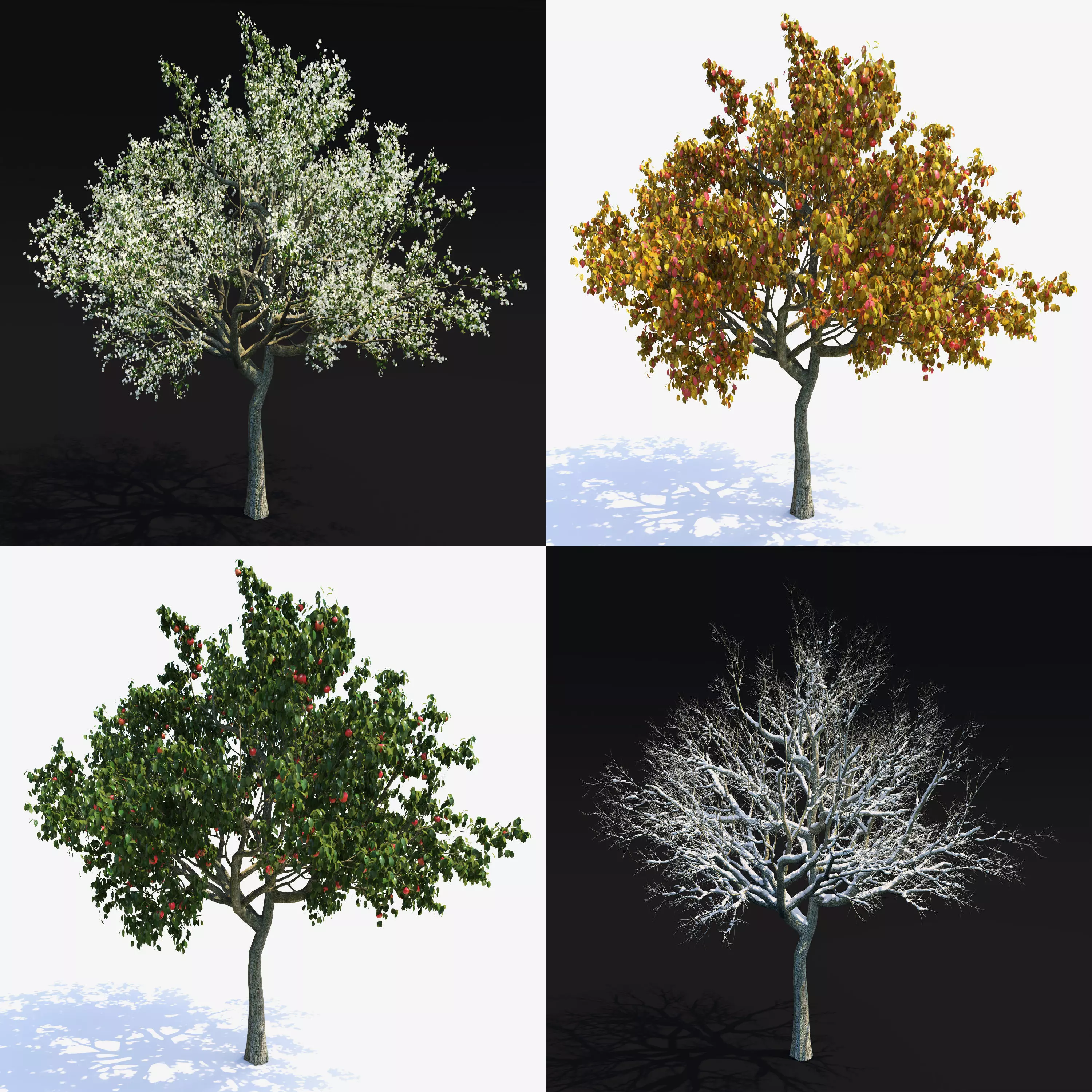 Apple Tree 2 Vray 3D model