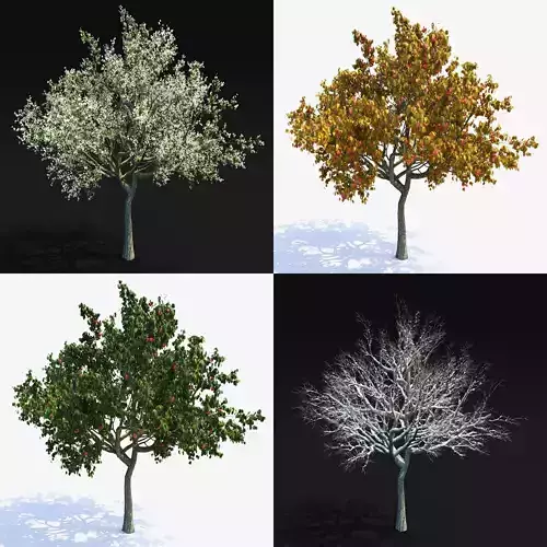 Apple Tree 2 Vray