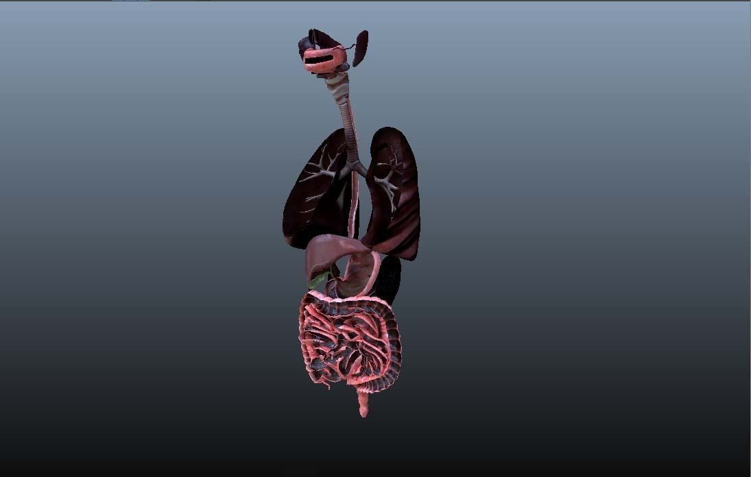 Cross Section Human Digestive System 3D model_18