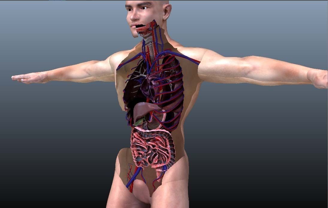 Cross Section Human Digestive System 3D model_10