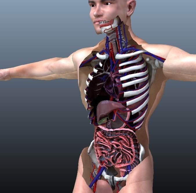 Cross Section Human Digestive System 3D model_3
