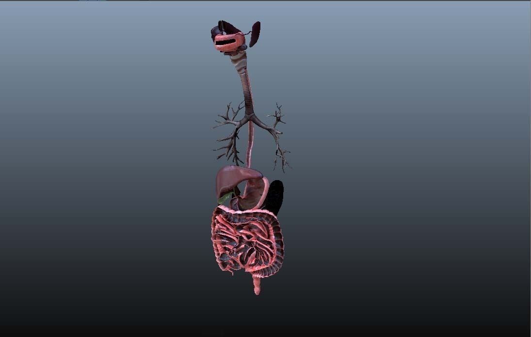 Cross Section Human Digestive System 3D model_17