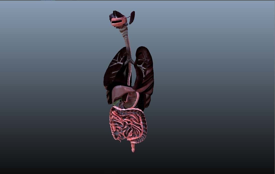 Cross Section Human Digestive System 3D model_15