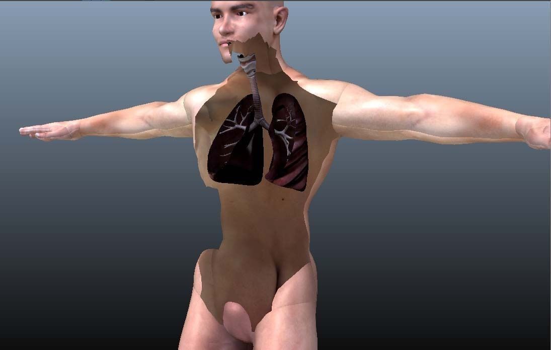 Cross Section Human Digestive System 3D model_7