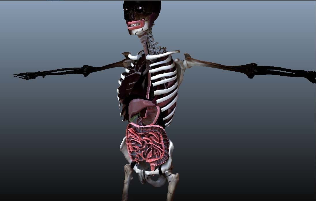 Cross Section Human Digestive System 3D model_14