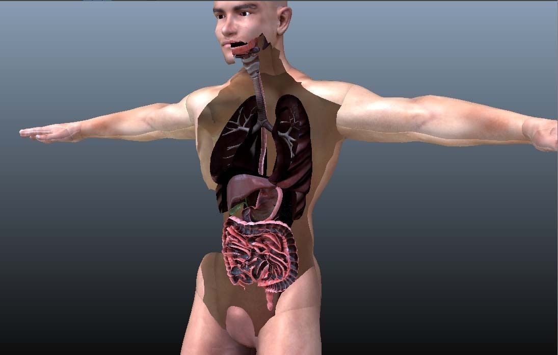 Cross Section Human Digestive System 3D model_11