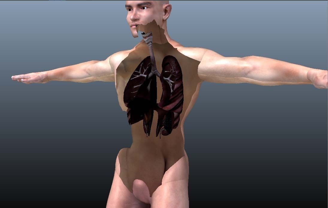 Cross Section Human Digestive System 3D model_9