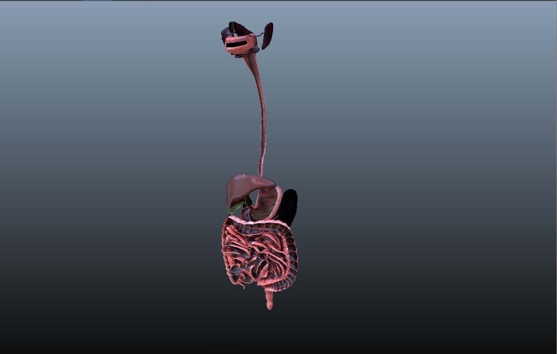 Cross Section Human Digestive System 3D model_16