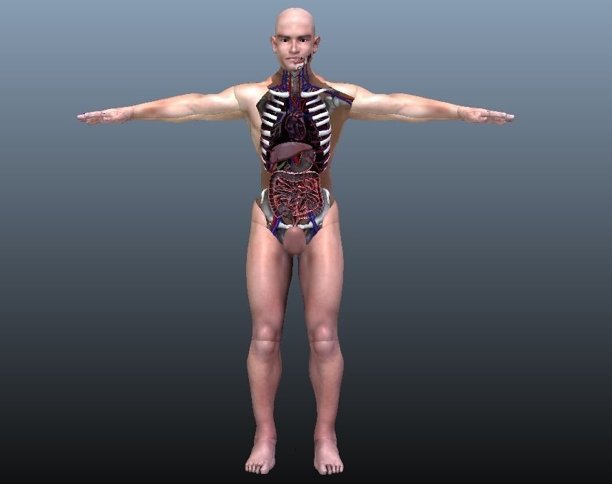 Cross Section Human Digestive System 3D model_1