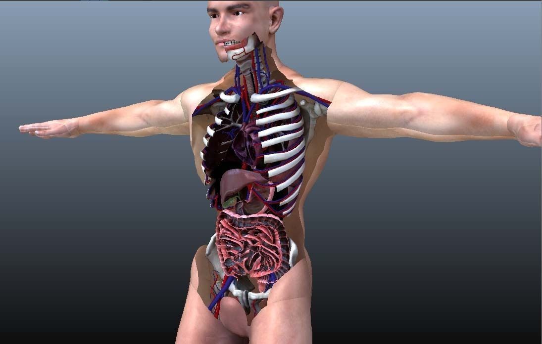 Cross Section Human Digestive System 3D model_12