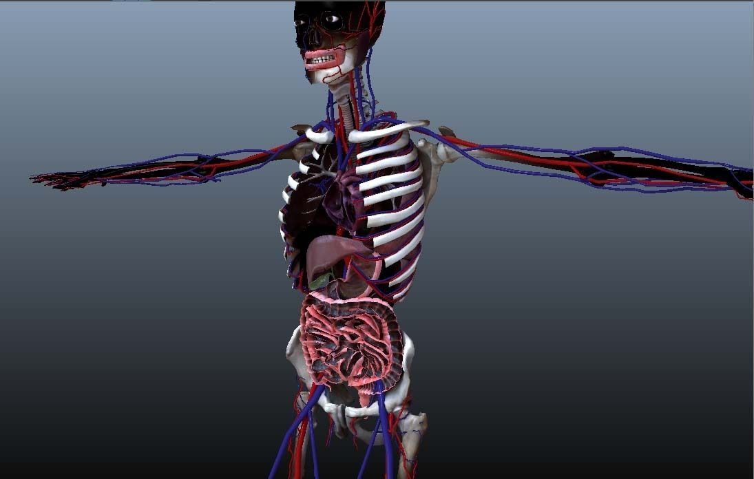 Cross Section Human Digestive System 3D model_13