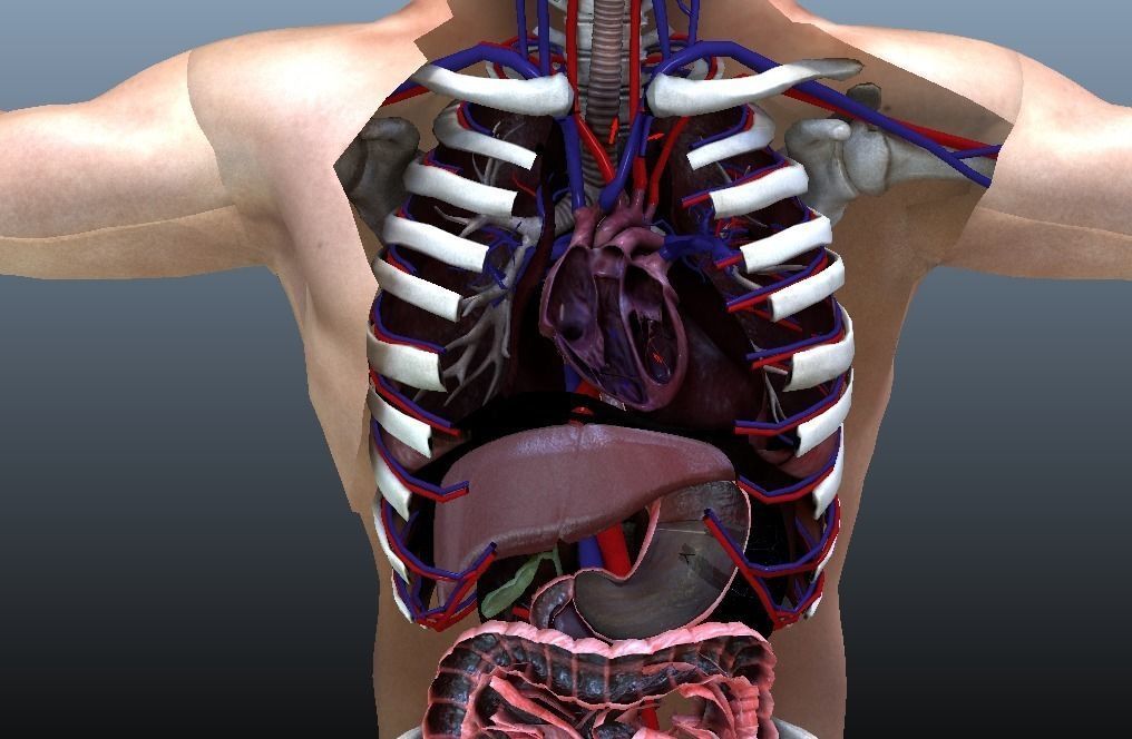 Cross Section Human Digestive System 3D model_2