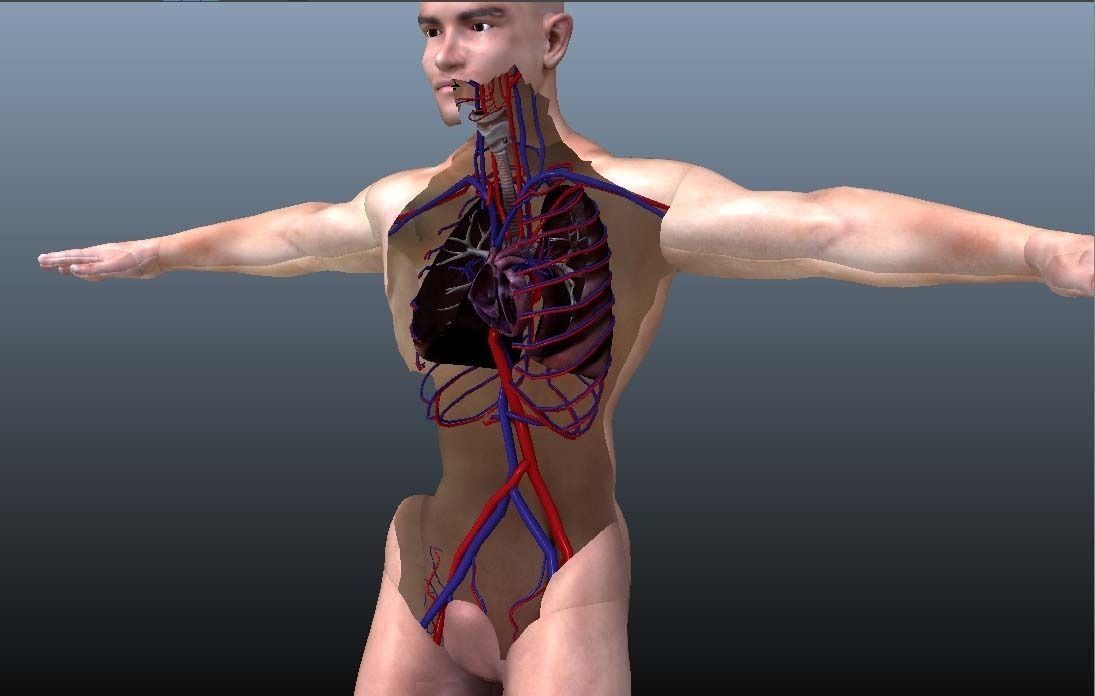 Cross Section Human Digestive System 3D model_6