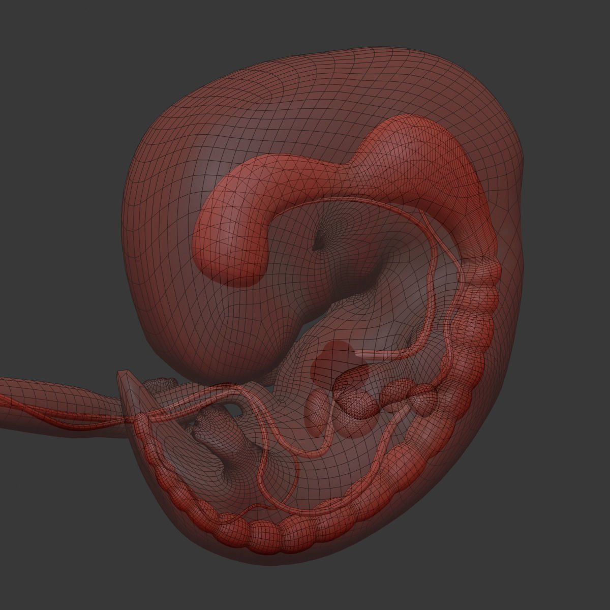 3D model Human embryo fetus with internal organs Animation of ...