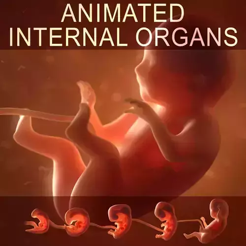 Human embryo fetus with internal organs Animation of development Low-poly 3D model