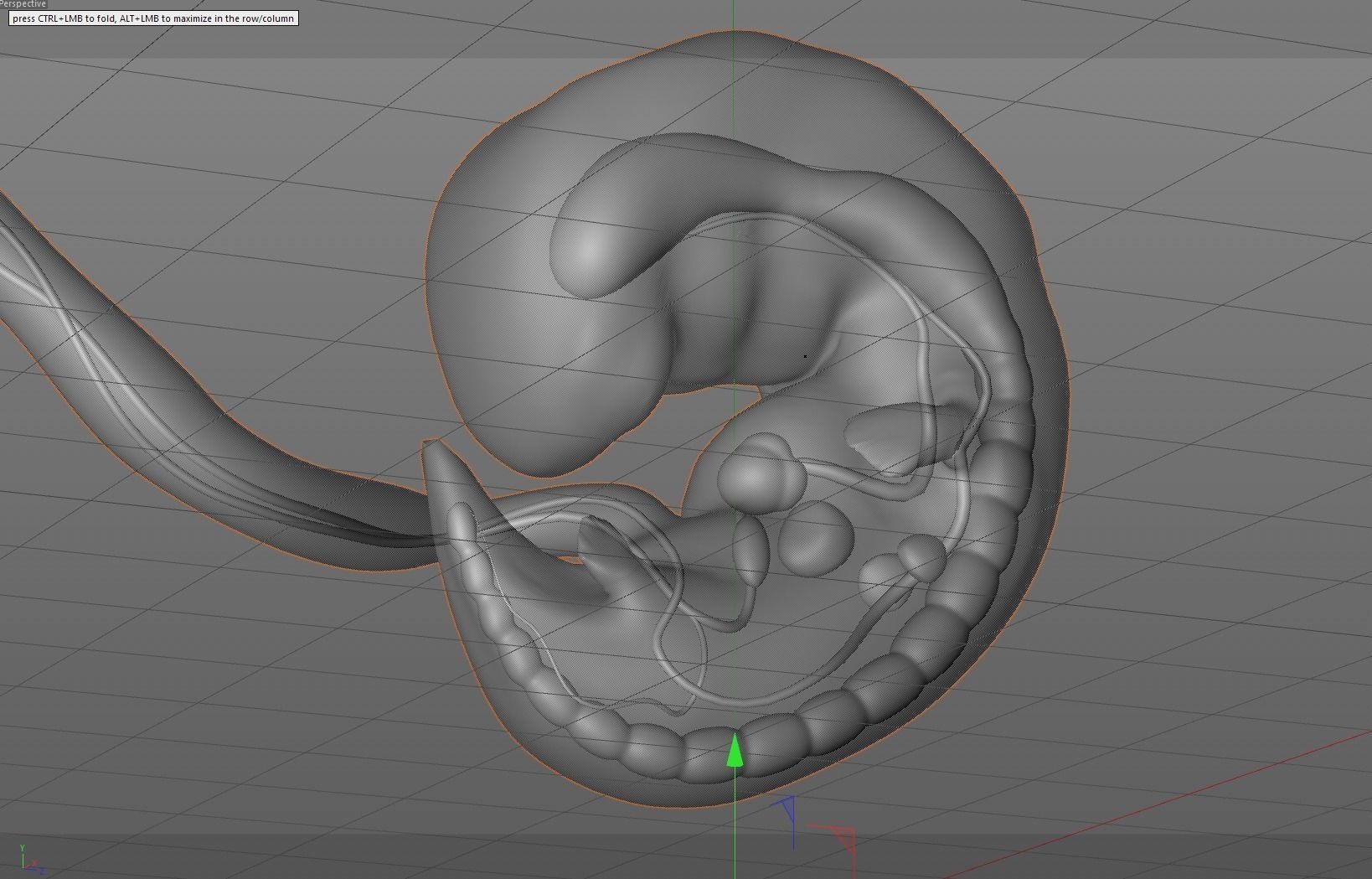 3D model Human embryo fetus with internal organs Animation of ...