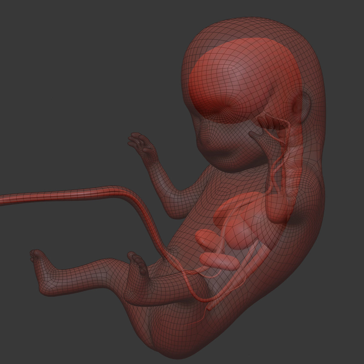 3D model Human embryo fetus with internal organs Animation of ...