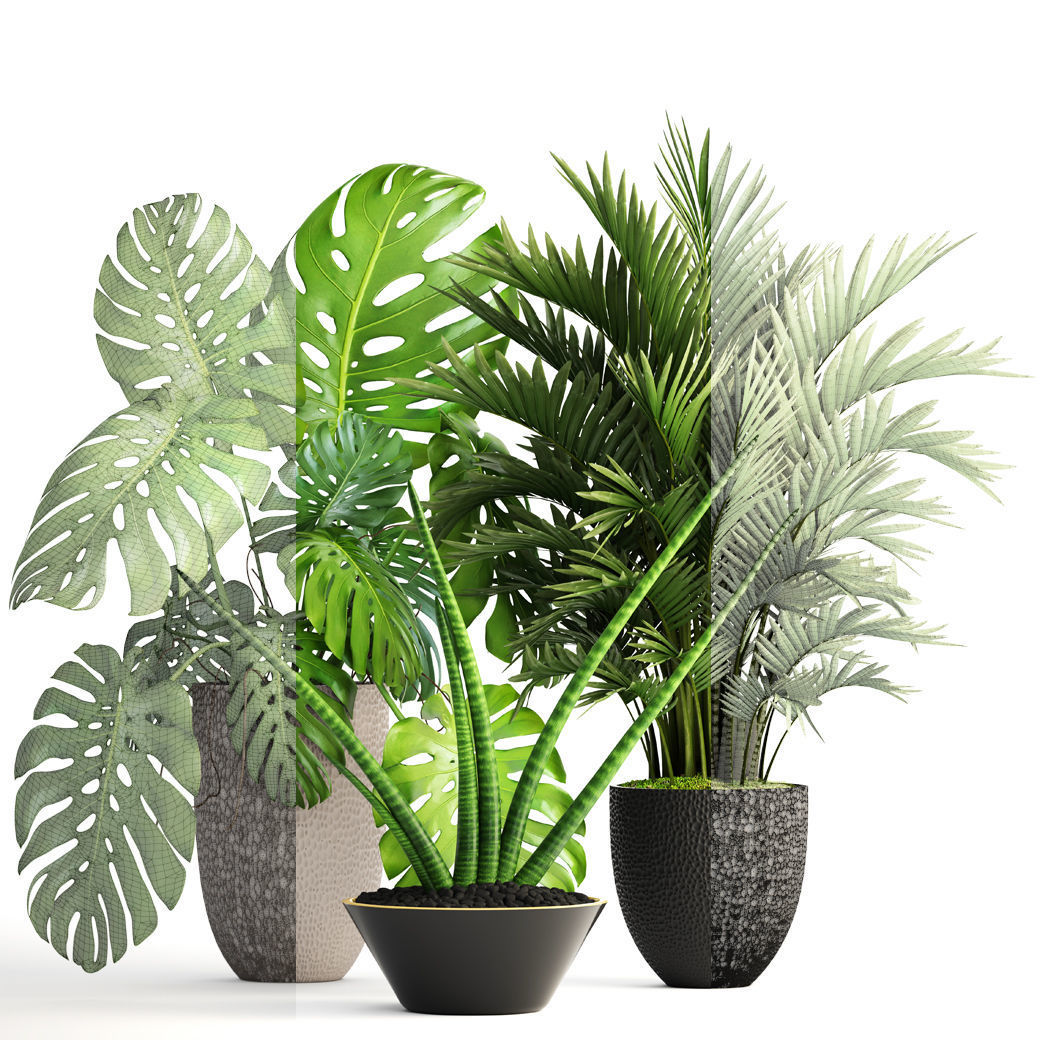 Collection of plants  3D model_6