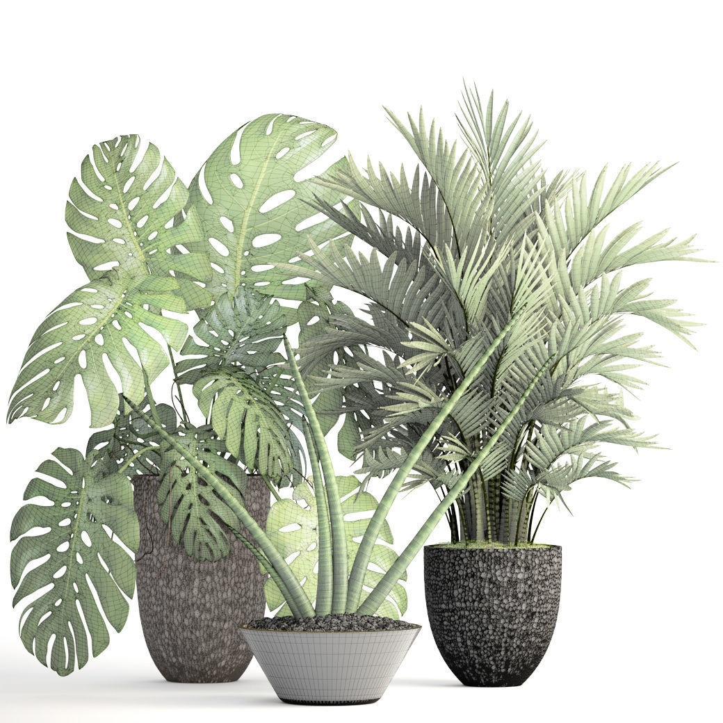 Collection of plants  3D model_7