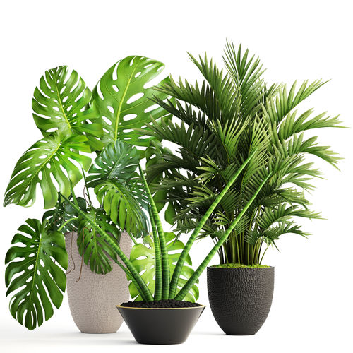 Collection of plants  3D model