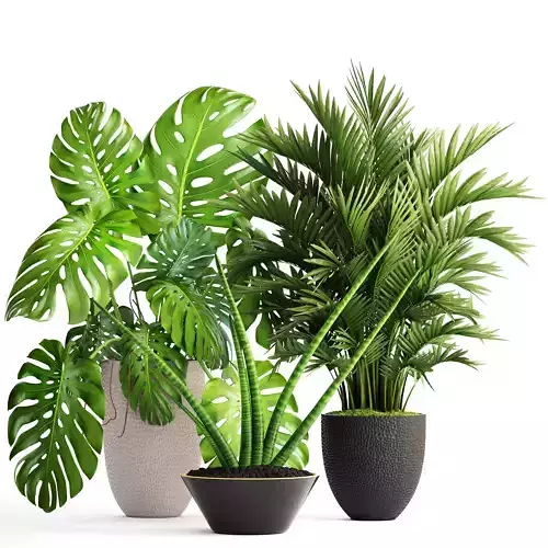 Collection of plants  3D model