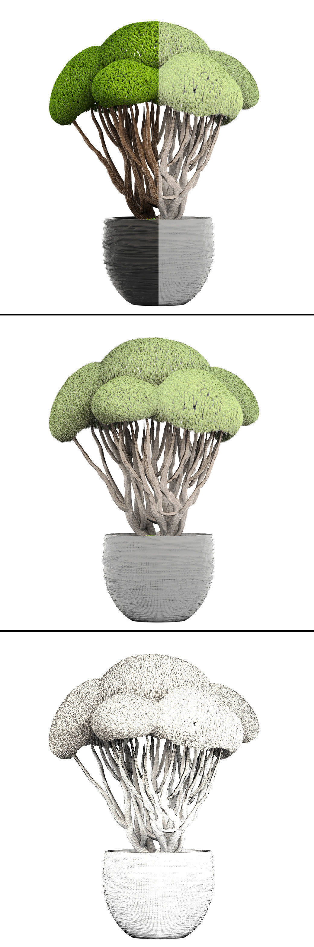 Bonsai tree 3D model_8