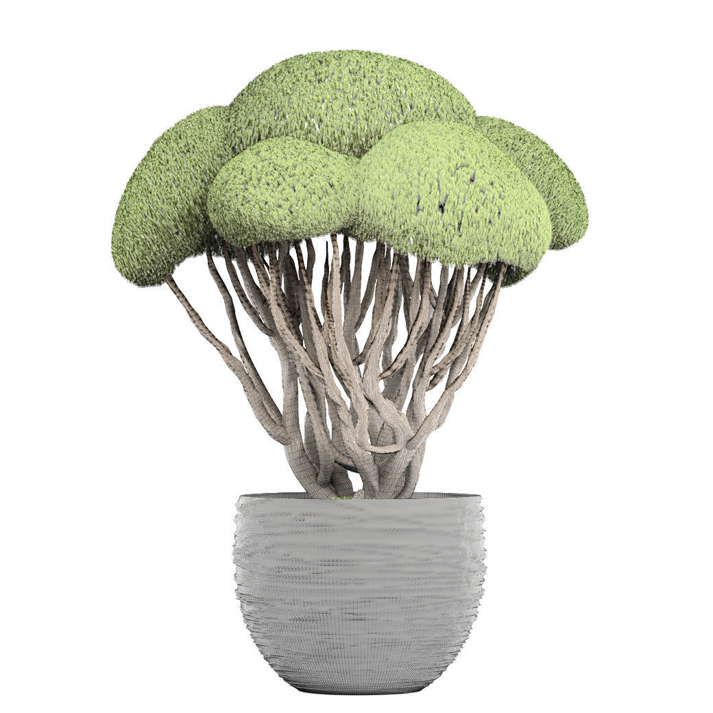 Bonsai tree 3D model_6