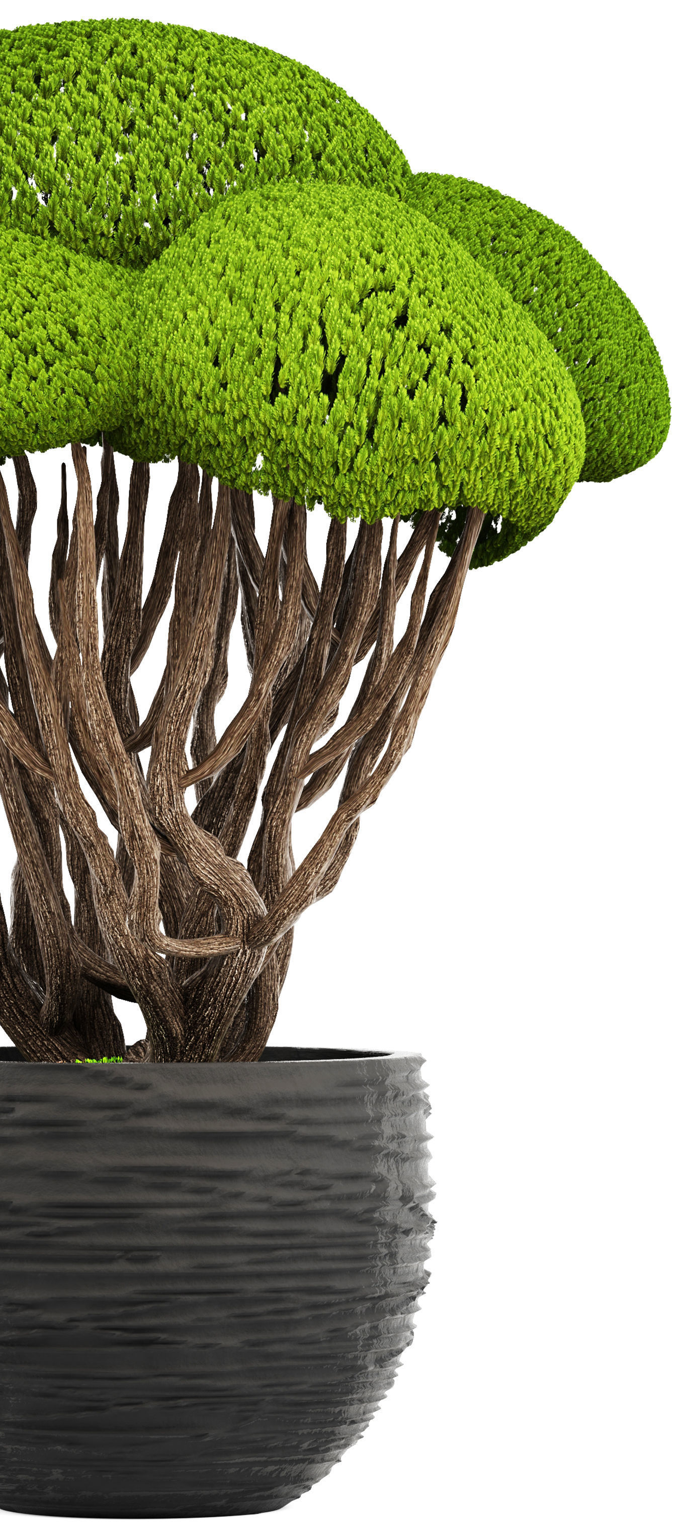 Bonsai tree 3D model_2