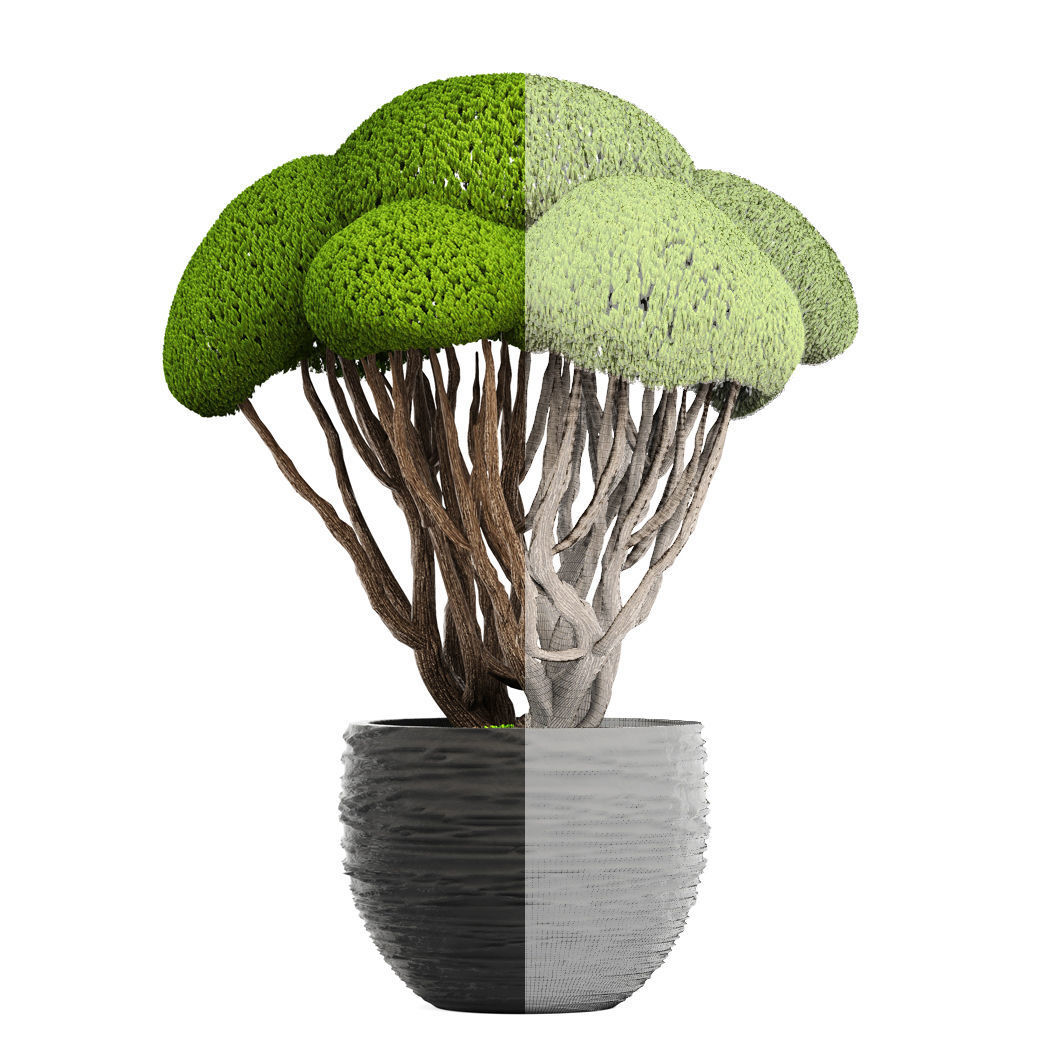 Bonsai tree 3D model_5
