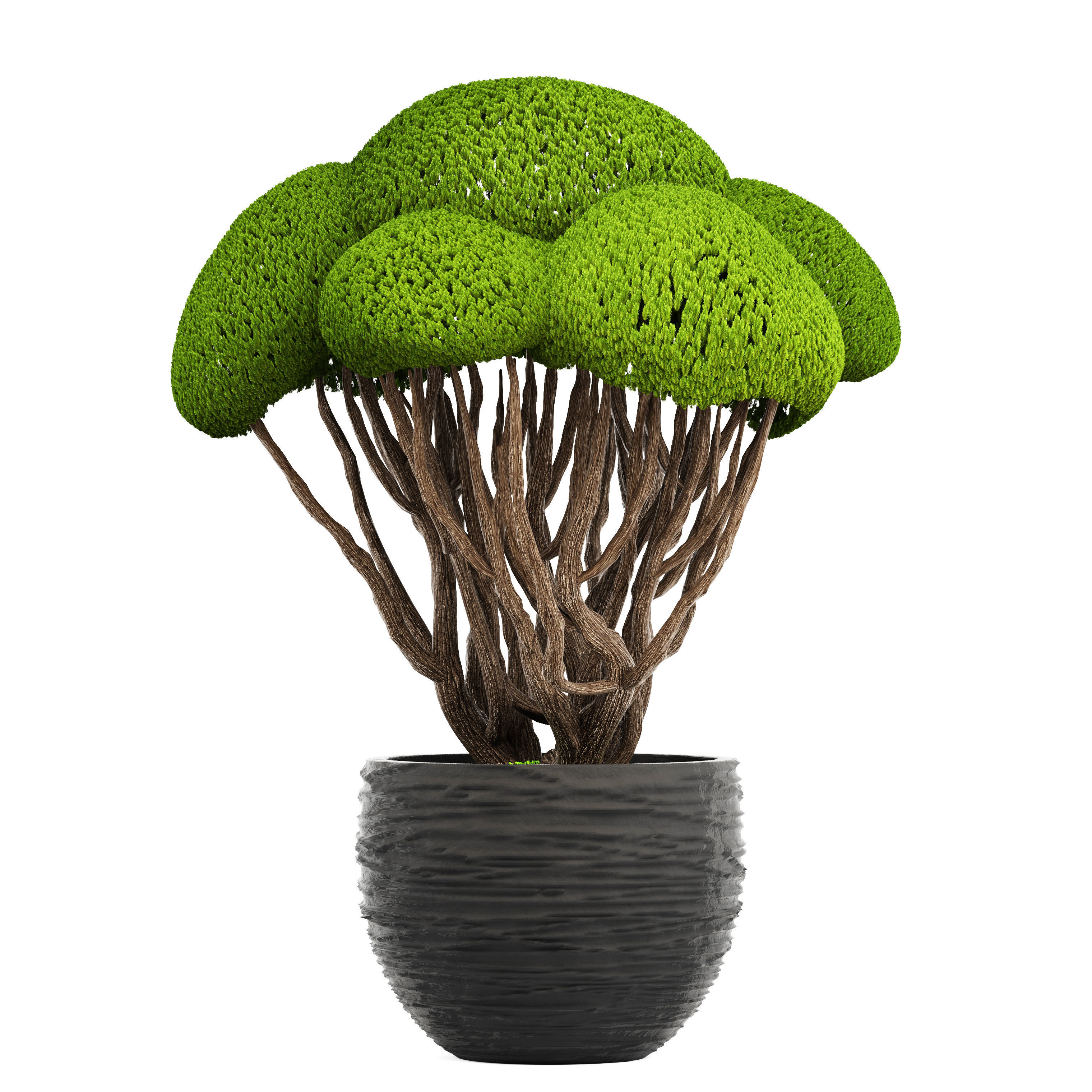 Bonsai tree 3D model_1