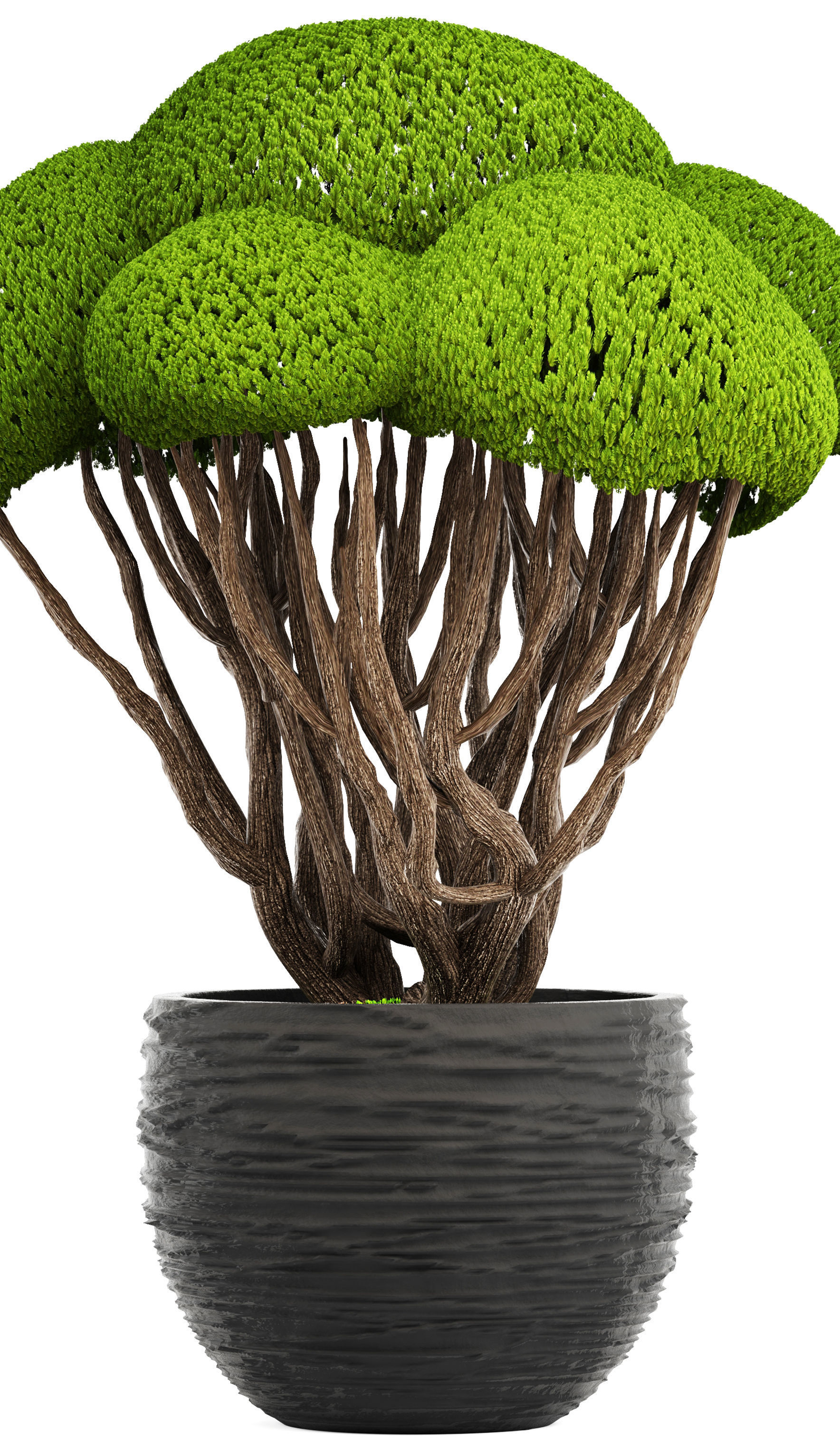 Bonsai tree 3D model_4