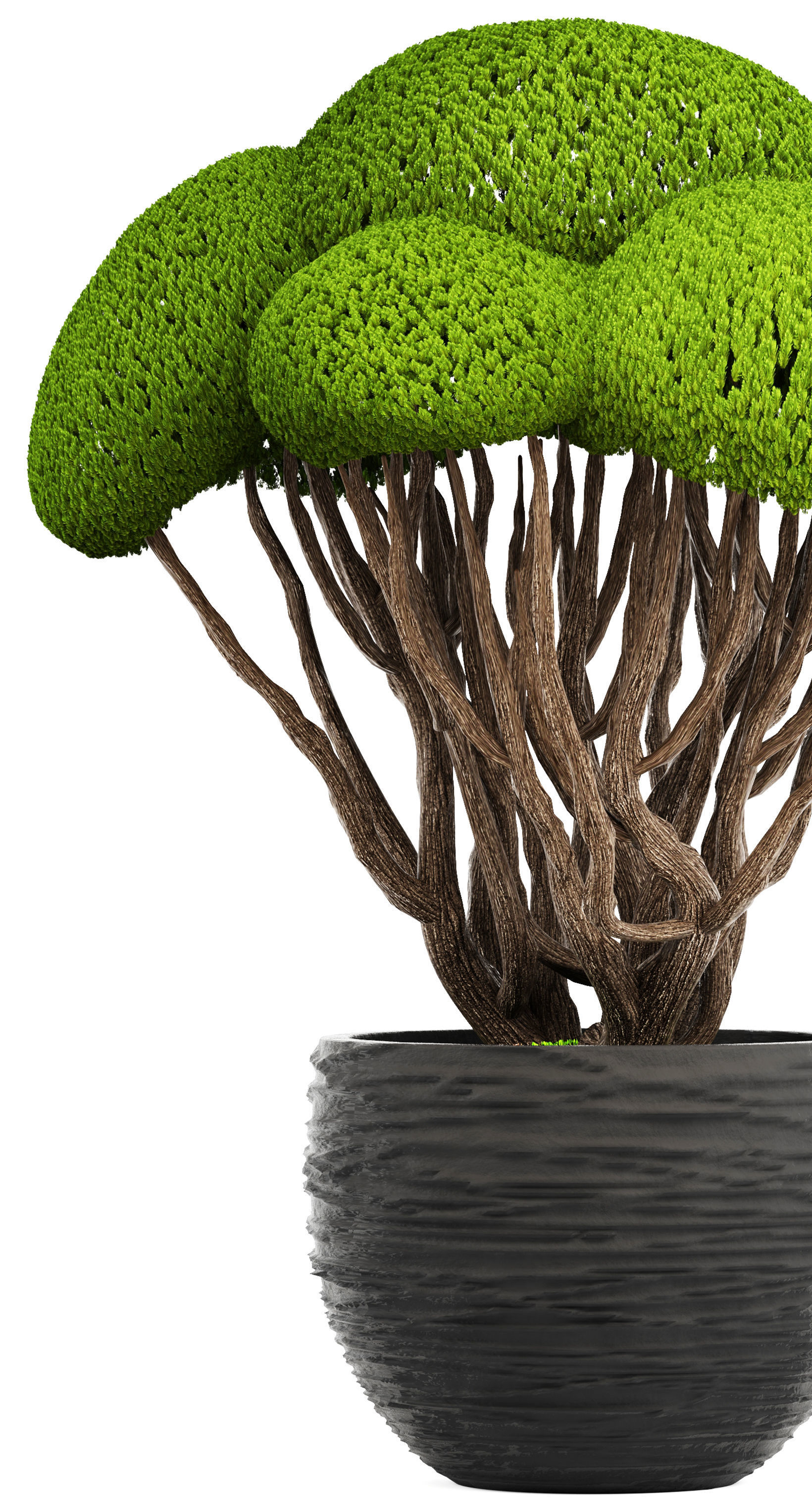Bonsai tree 3D model_3