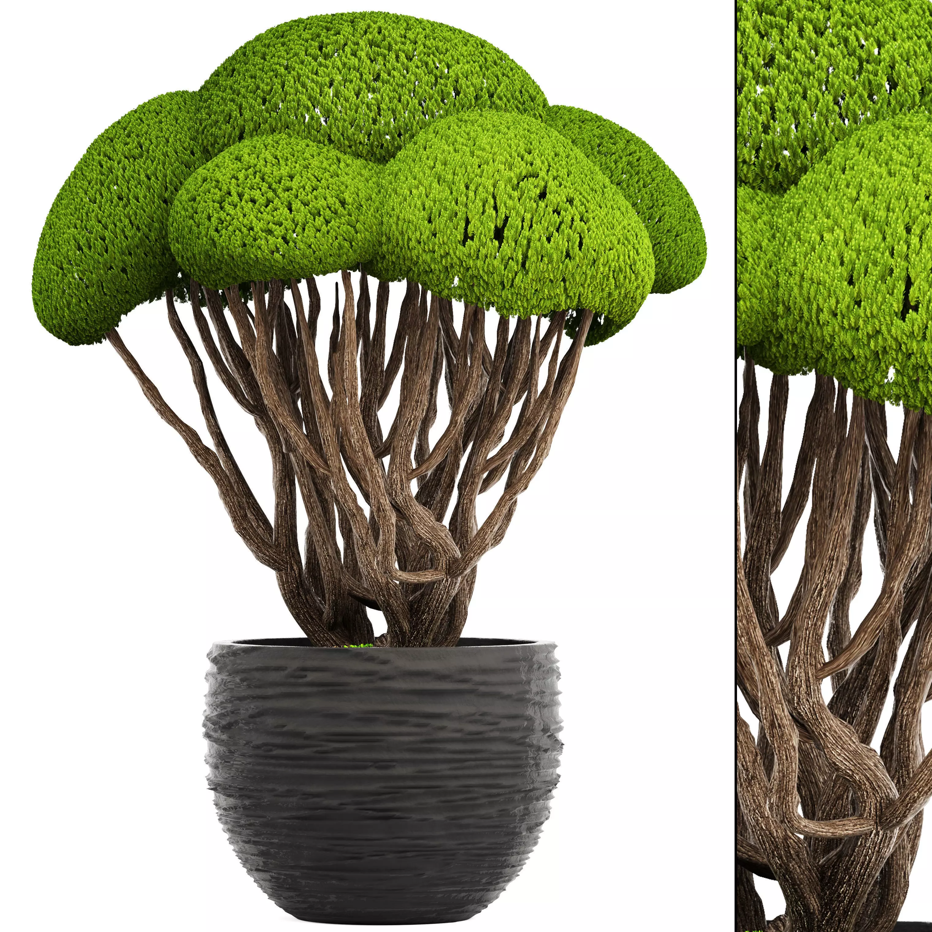Bonsai tree 3D model_0