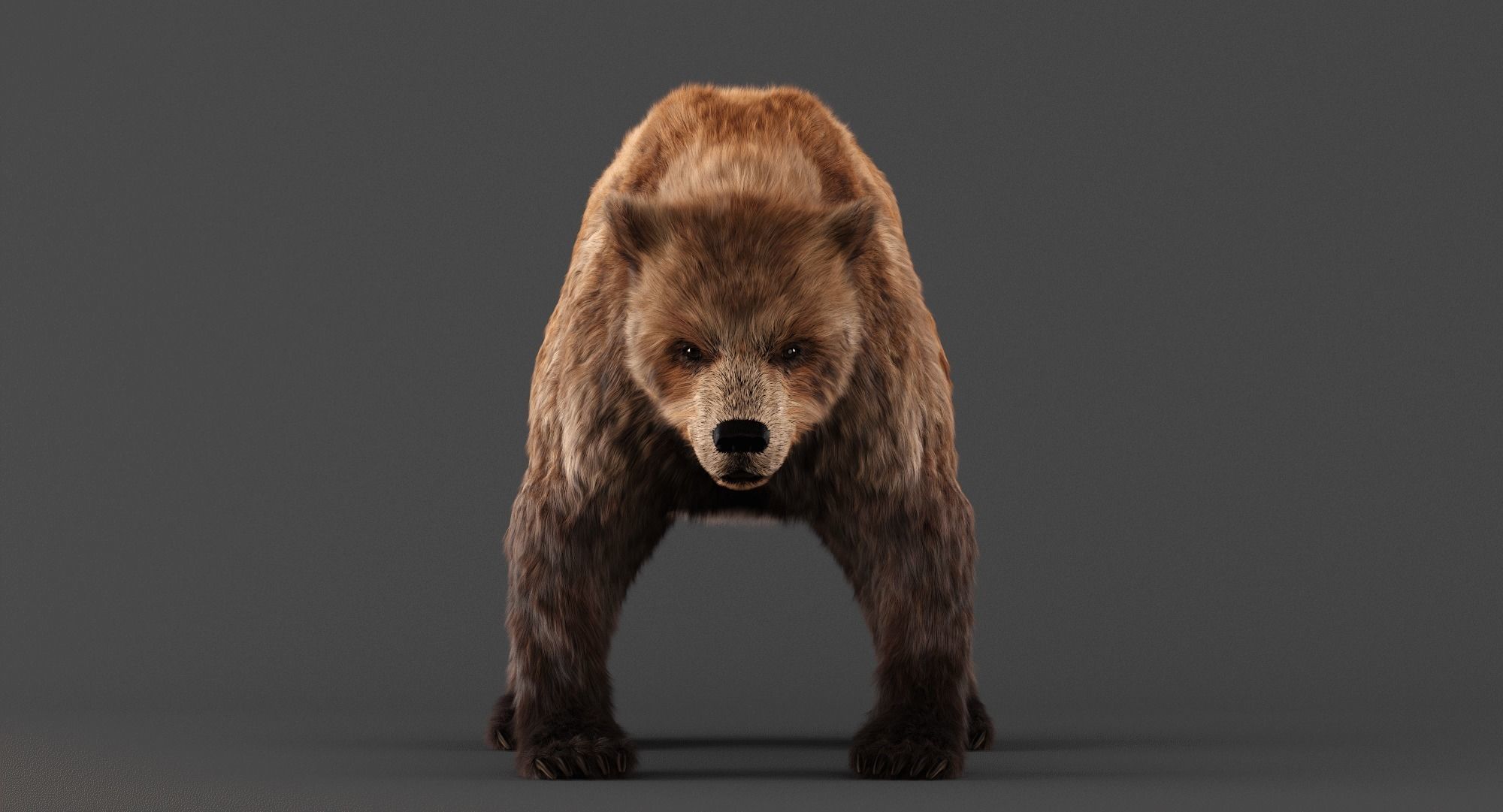Brown Bear 3D model_4