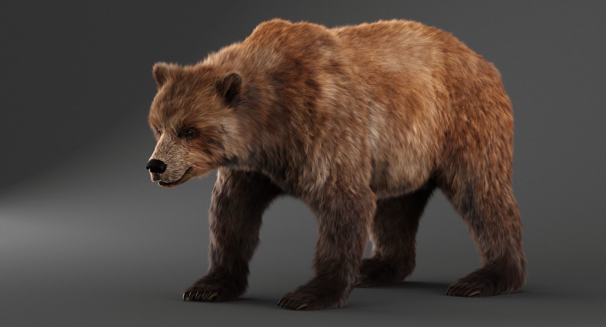 Brown Bear 3D model_1