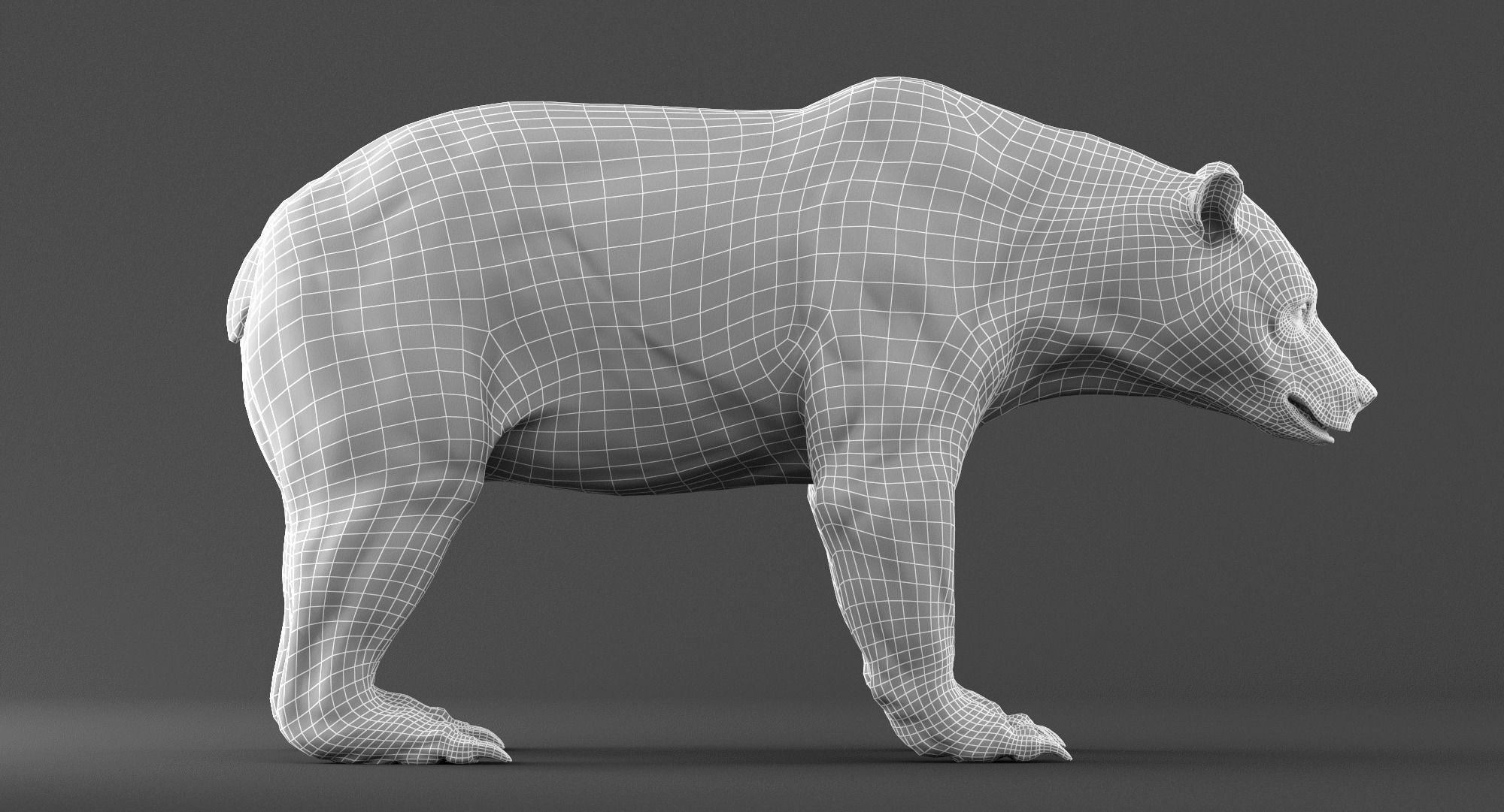 Brown Bear 3D model_6