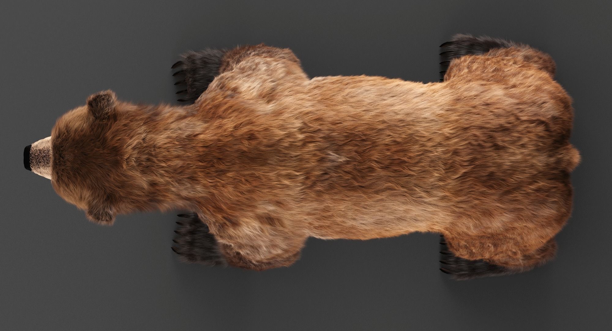Brown Bear 3D model_3