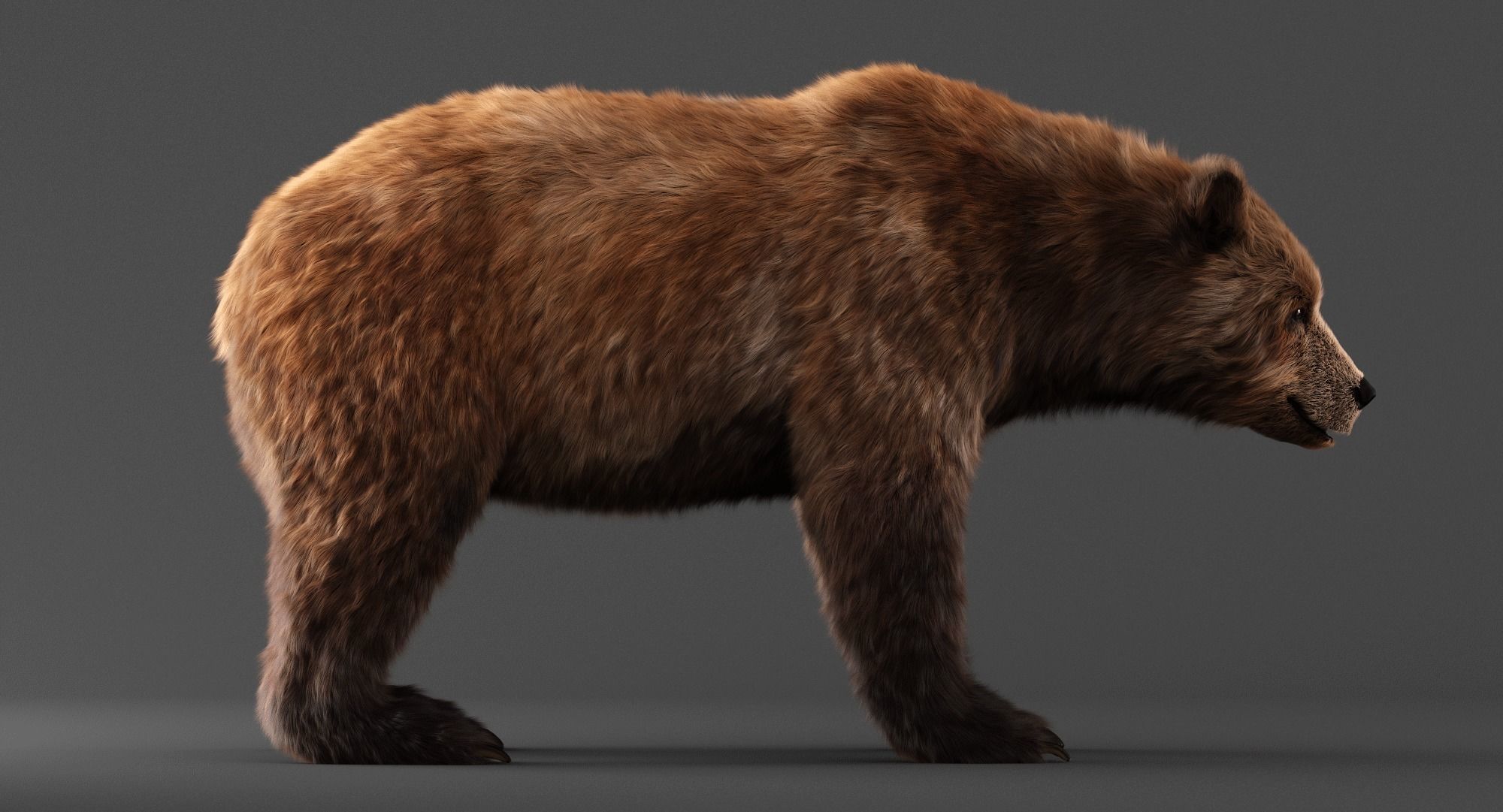 Brown Bear 3D model_2