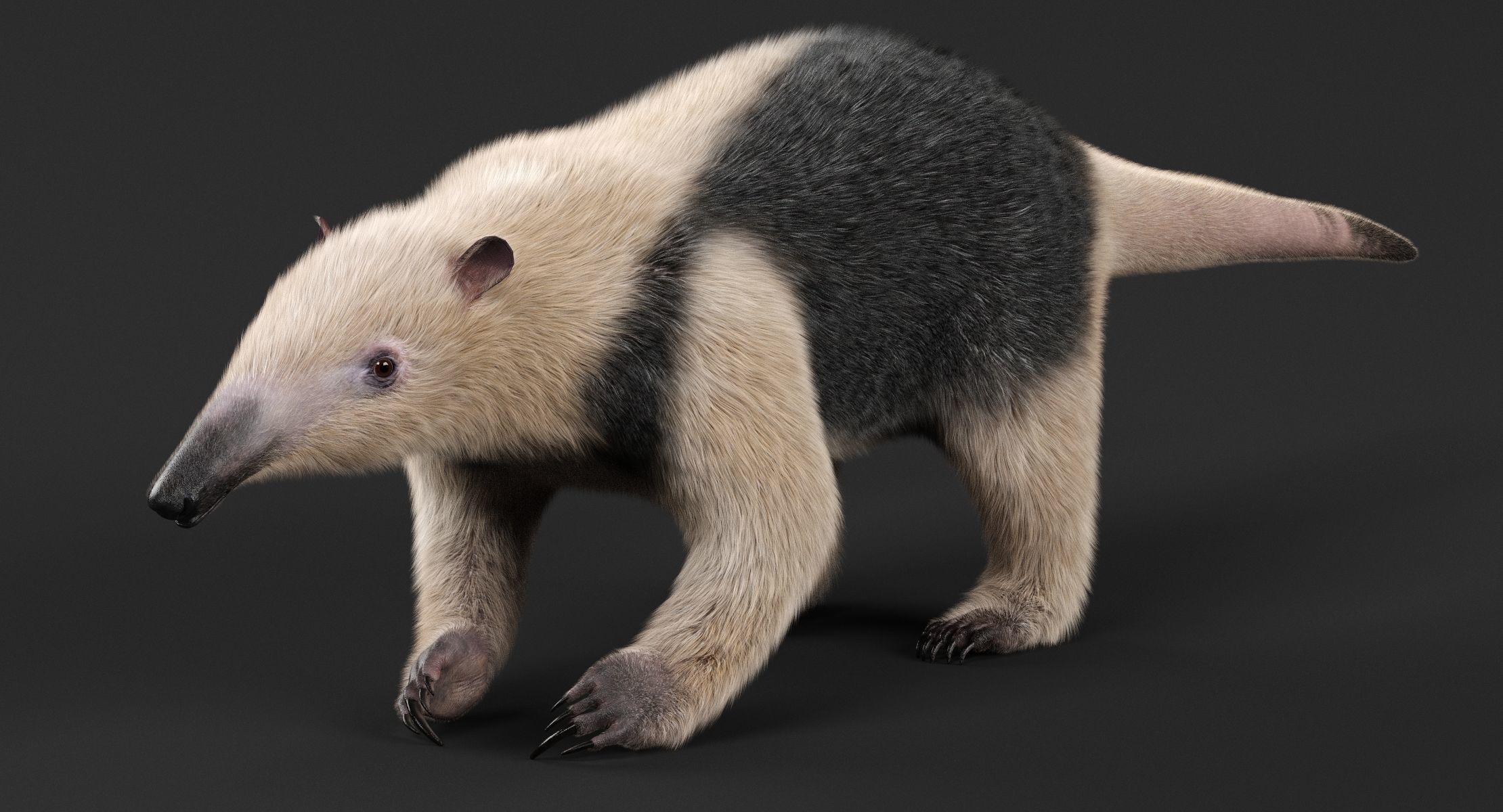 Tamandua Anteater 3D model_1