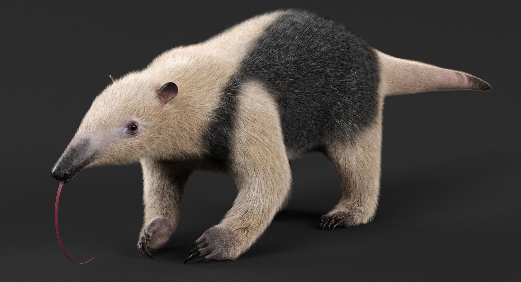 Tamandua Anteater 3D model_2
