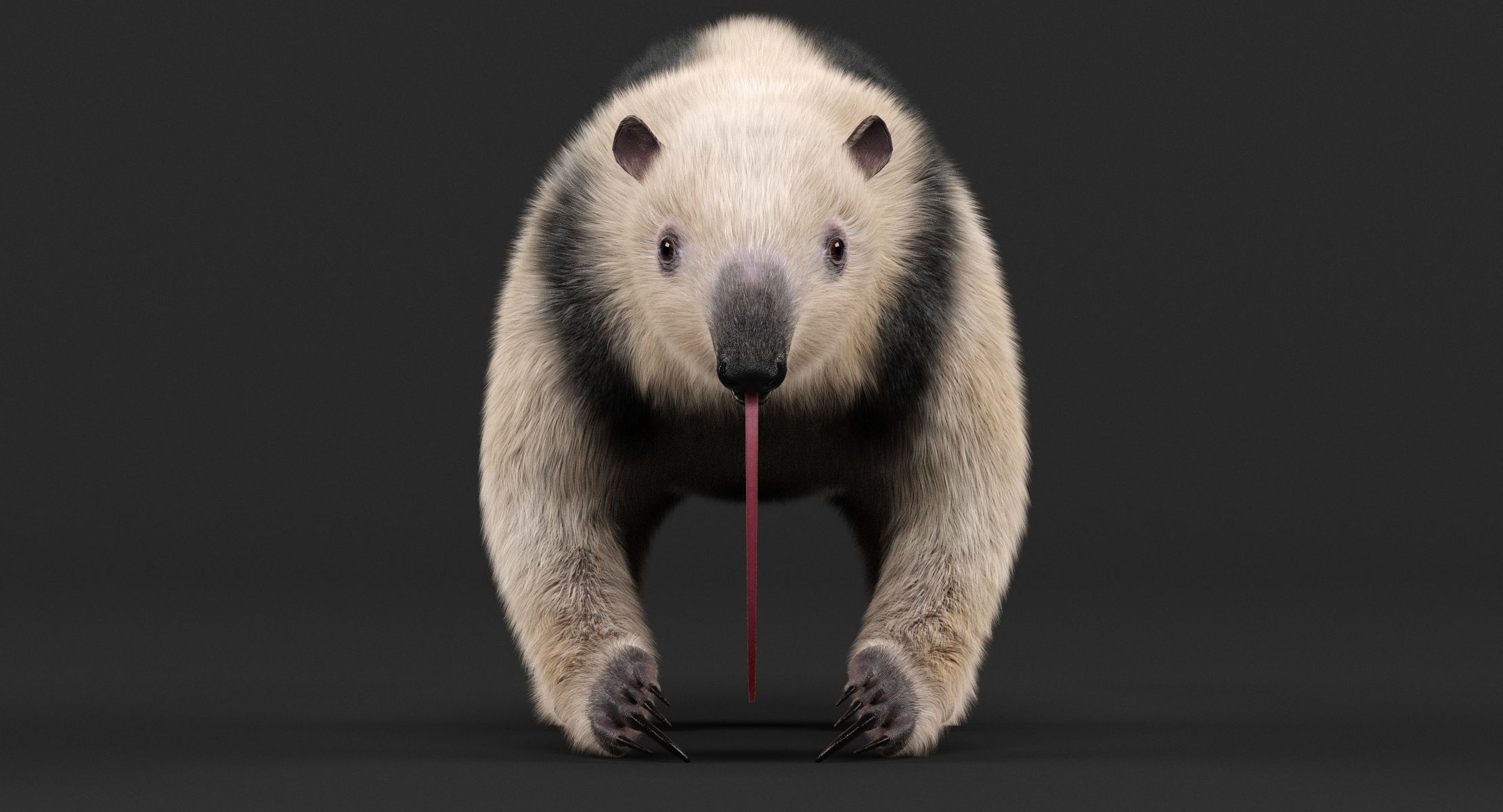 Tamandua Anteater 3D model_4