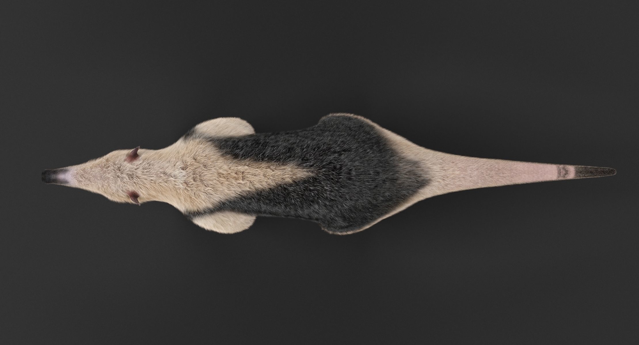 Tamandua Anteater 3D model_7