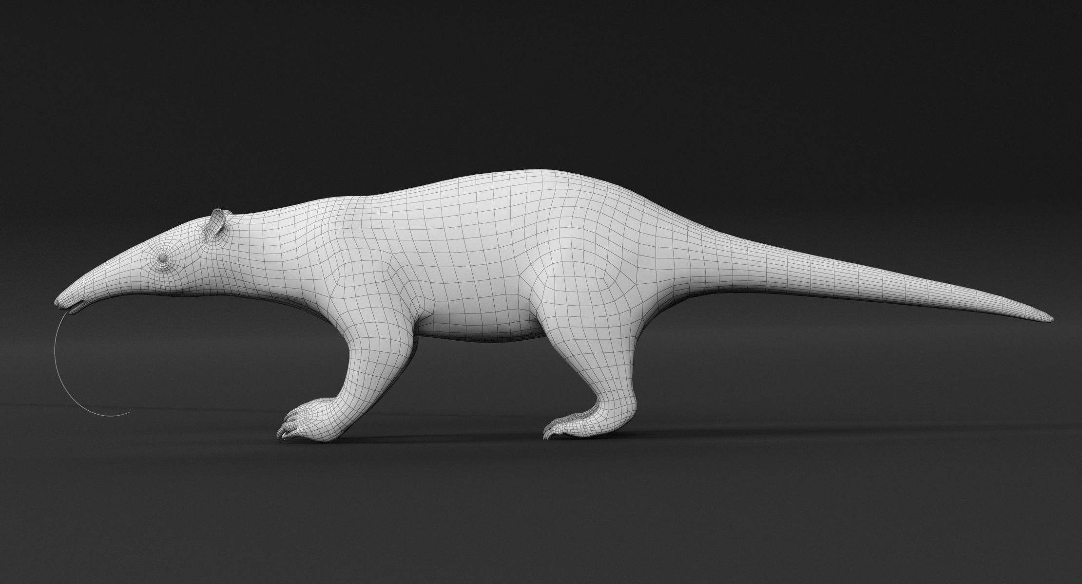 Tamandua Anteater 3D model_9