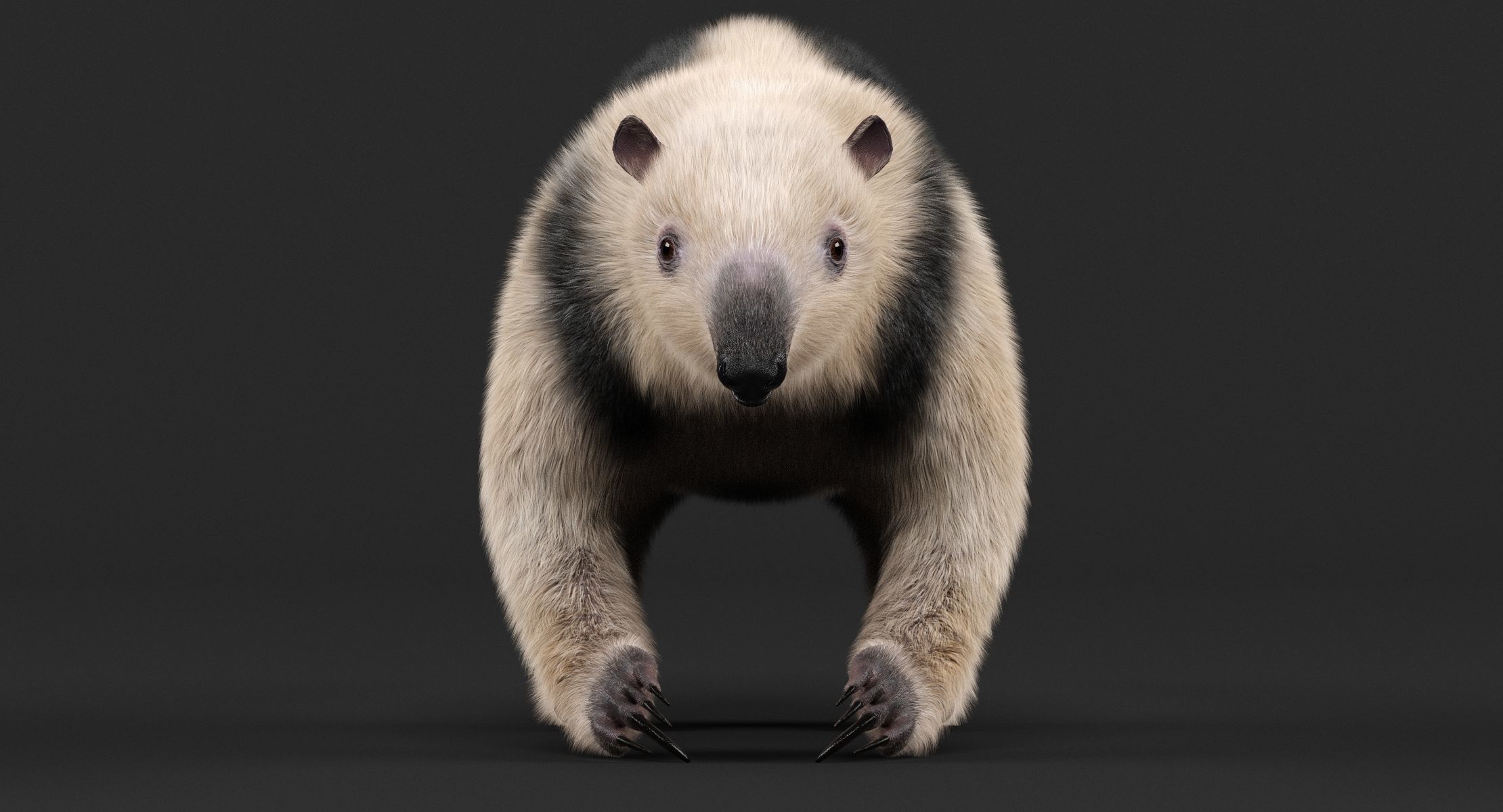 Tamandua Anteater 3D model_3