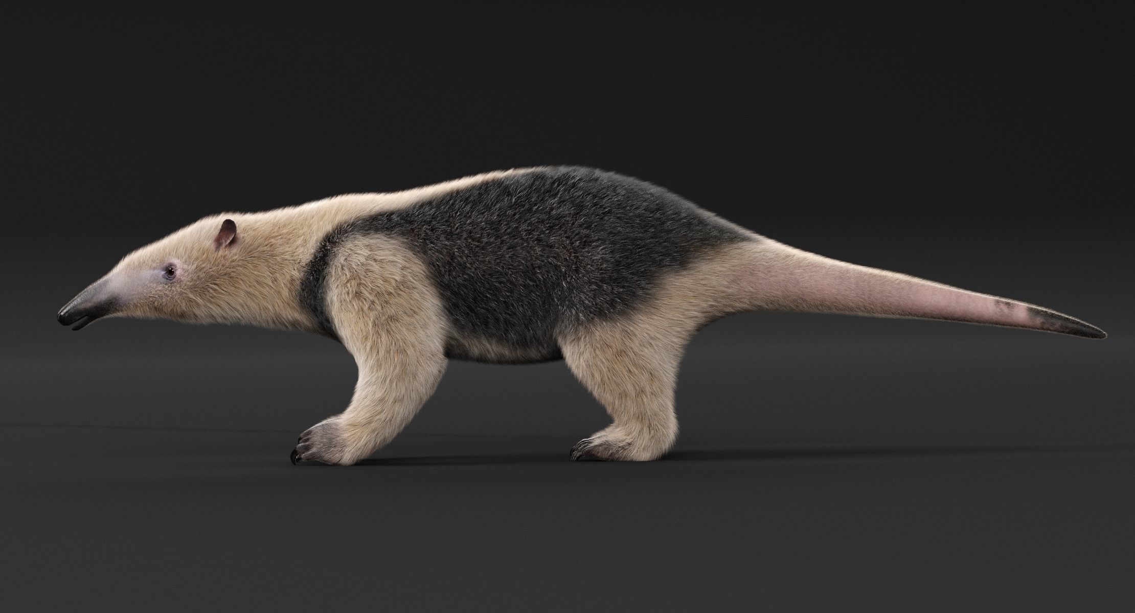 Tamandua Anteater 3D model_5