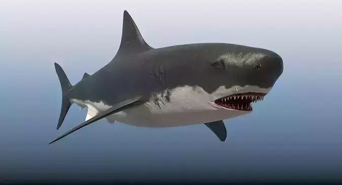 SHARK great Low-poly 3D model