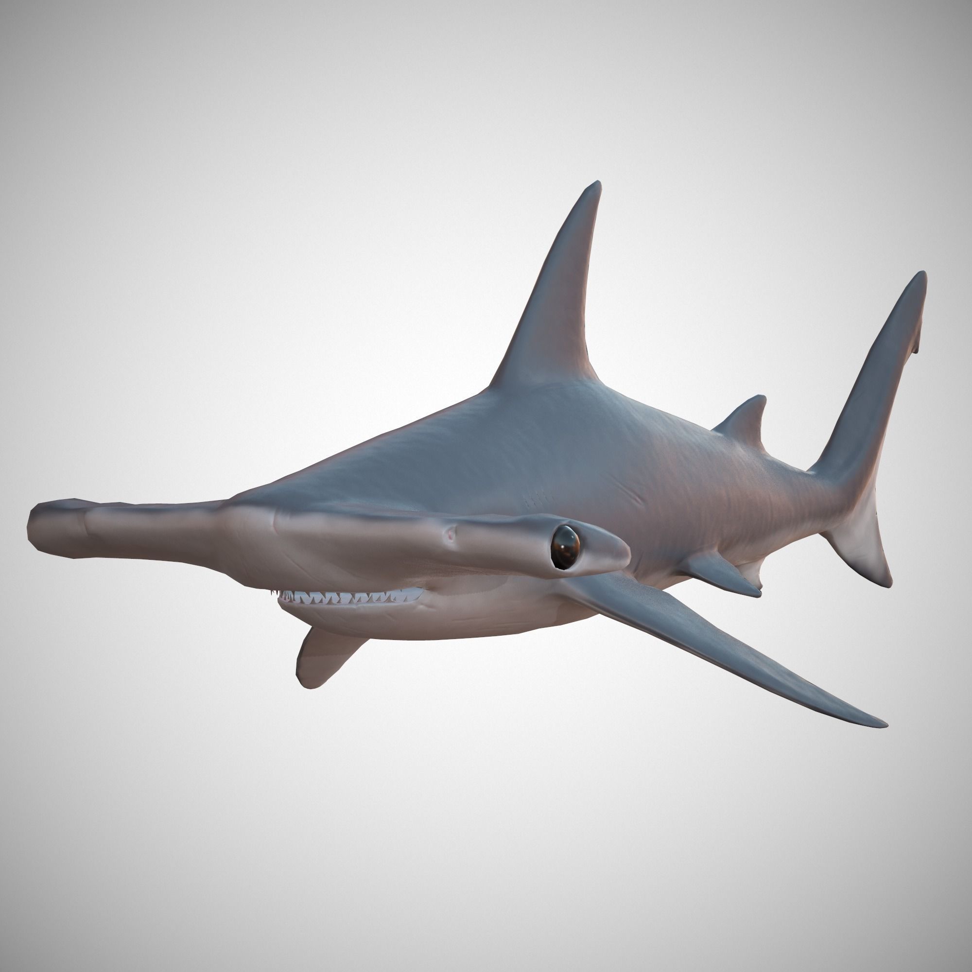 Sharks - 4 Pack Low-poly 3D model_4