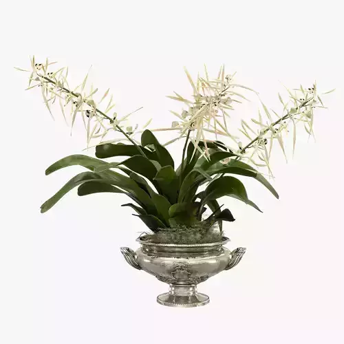Orchid Brassia flower vintage vase