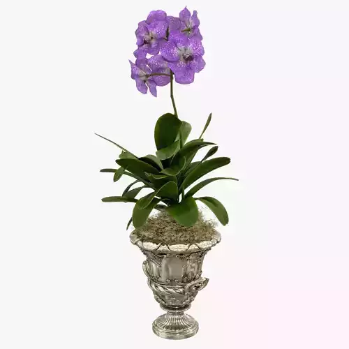 Orchid Vanda flower vintage vase 3D model