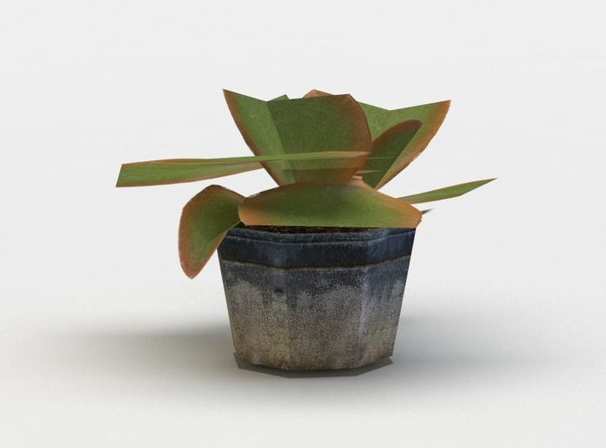 Pot kalanchoe Low-poly 3D model